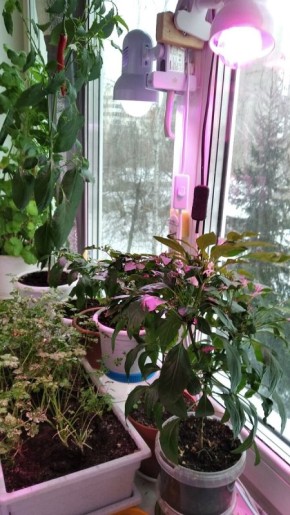 Когда дачи нет: пенсионер из Кузбасса превратил окна в полноценный огород