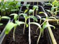 Уход за сеянцами томатов, перцев и баклажанов: секреты успешного роста