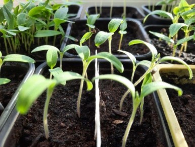 ���� �� �������� �������, ������ � ����������: ������� ��������� �����