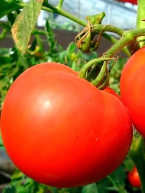 ����� ��������: ������� ����� ��� ��������� ������ ���� � ������� ��������