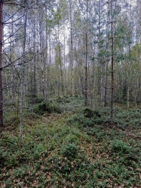 �������� �� ������ �������