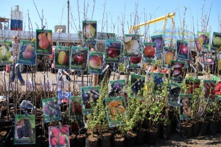 ��� ������� ��������� �������: ������ ��� ���������� ���������