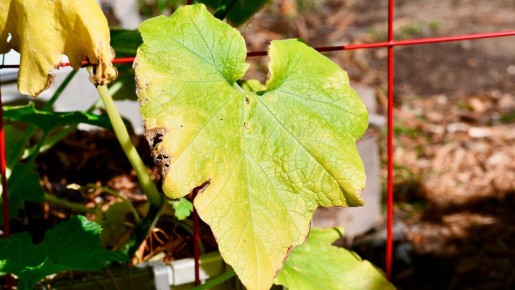 Почему желтеют листья огурцов? Причины и советы по уходу