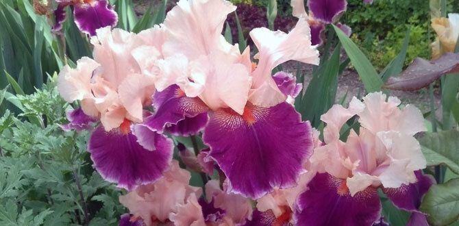 Как подготовить бородатые ирисы и лилейники к зиме: практическое руководство