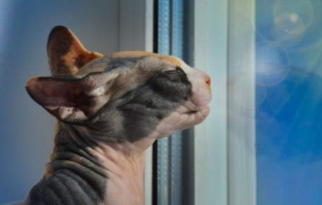 Россия оказалась лидирующей страной по количеству кошатников