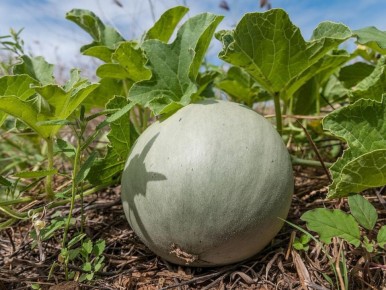 Как вырастить дыню в короткое лето: секреты для успешного сбора урожая