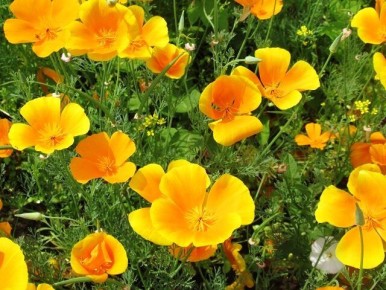 Солнечные цветы: как желтые оттенки забыть о грусти в вашем саду