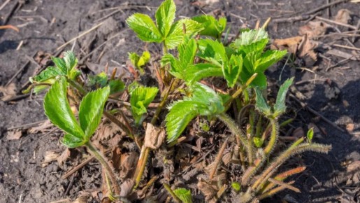 Загадка продуктивности: как получить три ведра клубники с одного куста