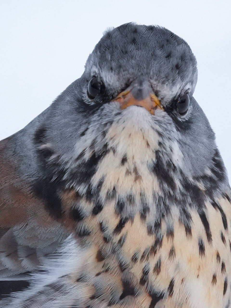 «Что, опять понедельник?! Ну, тогда доброго!»