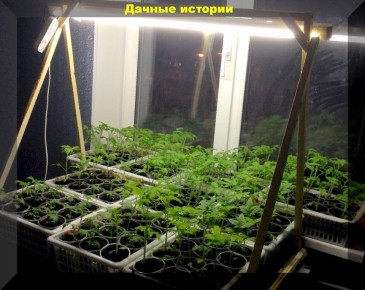 Как правильно осветить рассаду: доступные решения для здорового роста