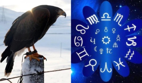 Кто твой пернатый двойник: как птицы отражают характер знаков Зодиака