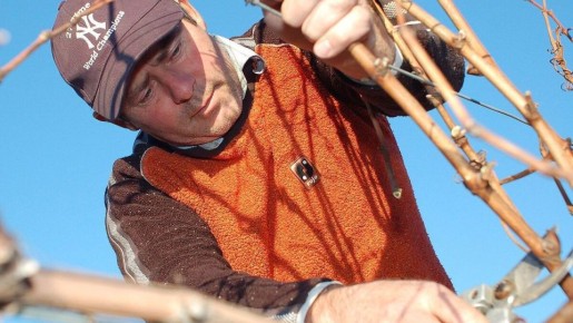 Весна и виноград: стоит ли обрезать кусты?