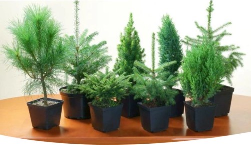 Хвойные растения для домашнего уюта: уход и советы