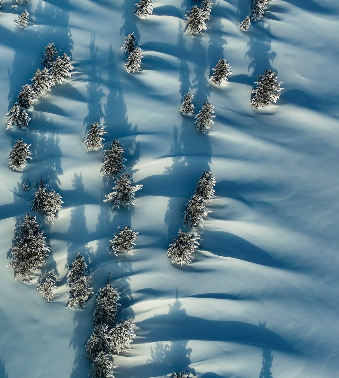 Волшебные зимние открыточки от сотрудников Алтайского заповедника Романа и Татьяны Воробьёвых