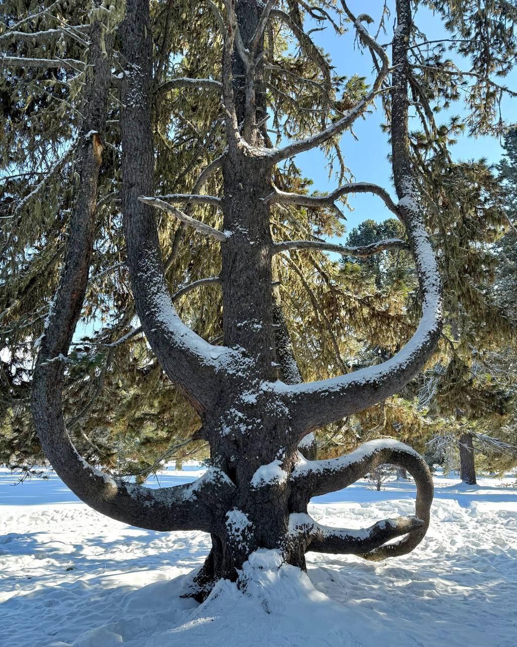 Вот такой кедр-осьминог растёт в Онгудайском районе Вот такой кедр-осьминог растёт в Онгудайском районе