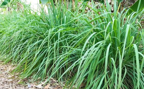 Летний уют без комаров: 7 растений-репеллентов для вашего сада