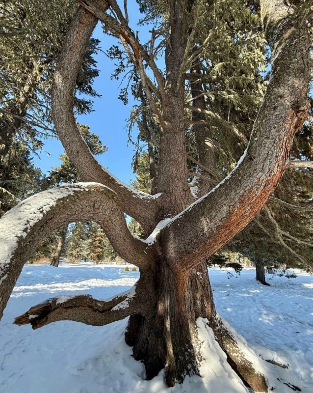 ��� ����� ����-�������� ����� � ����������� ������