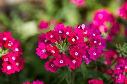 Как вырастить красивую вербену: простые секреты ухода