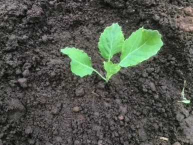 ��� ��������� ������������� �������: ������ ��� ��������� �����������