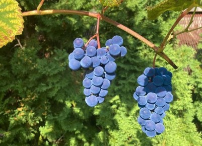 ����������� ������� ��������� ��������� � ����