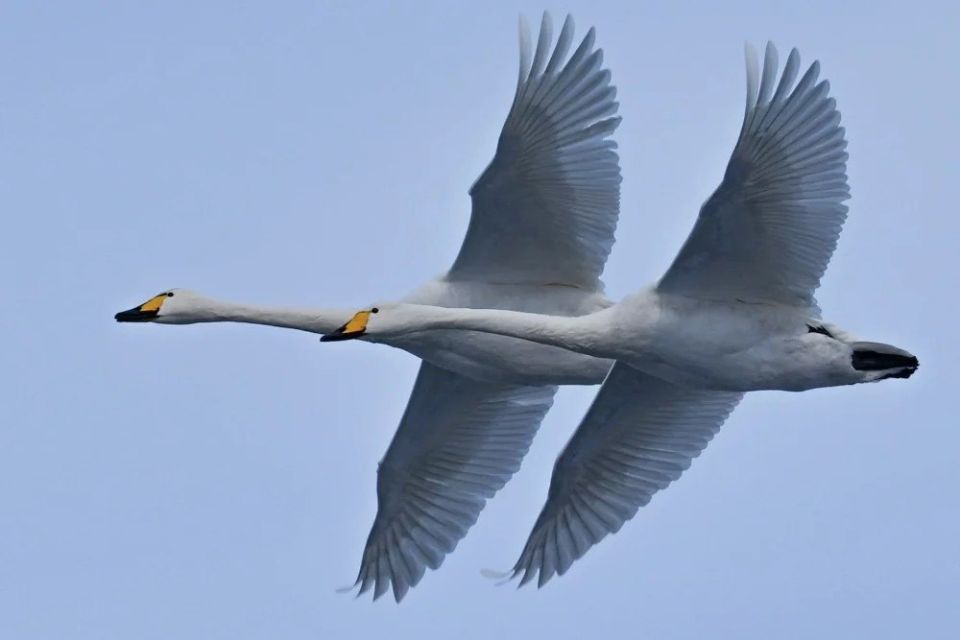 ����� ����������. ���������� �������� ������� ������� �� �����