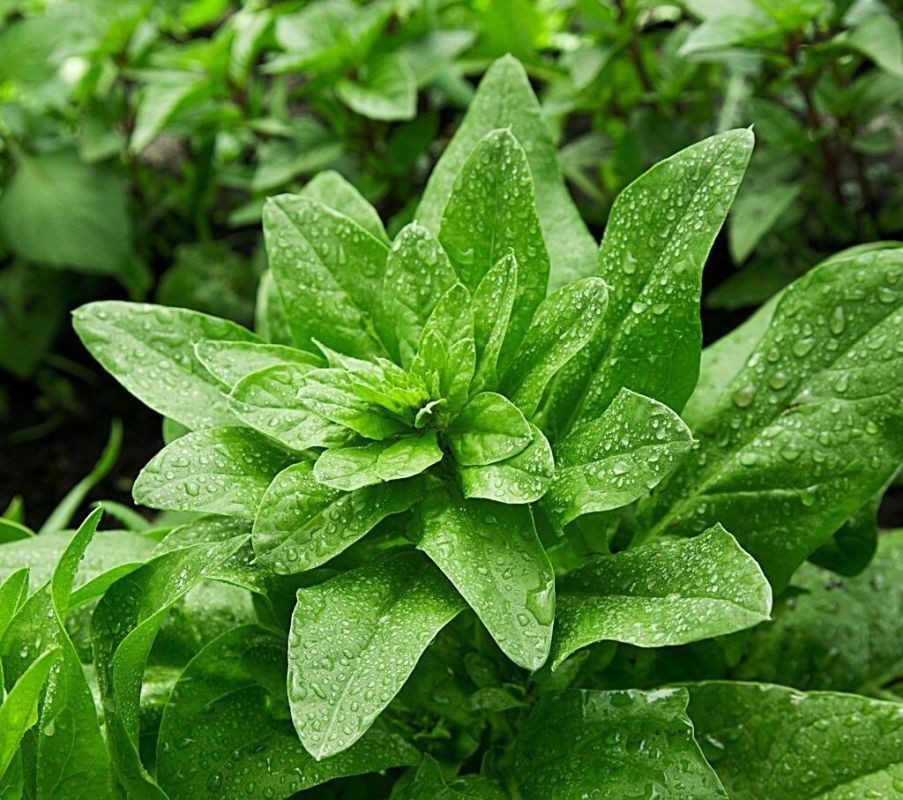 ��������� ��������: ��� ��������� � ��������� �� ���� � ���� � �������