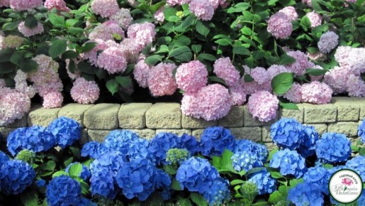 ��� ���������� ��������� � ��������� ����: ��������� �����������