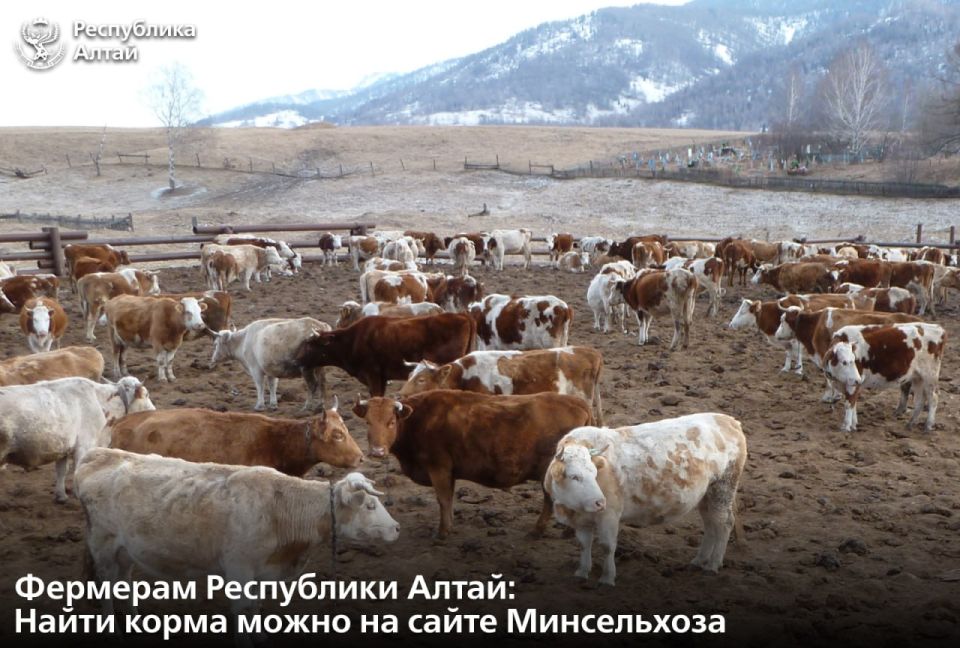 На официальном сайте министерства сельского хозяйства Республики Алтай появился новый информационный раздел «Зимовка 2025-2026. Корма»