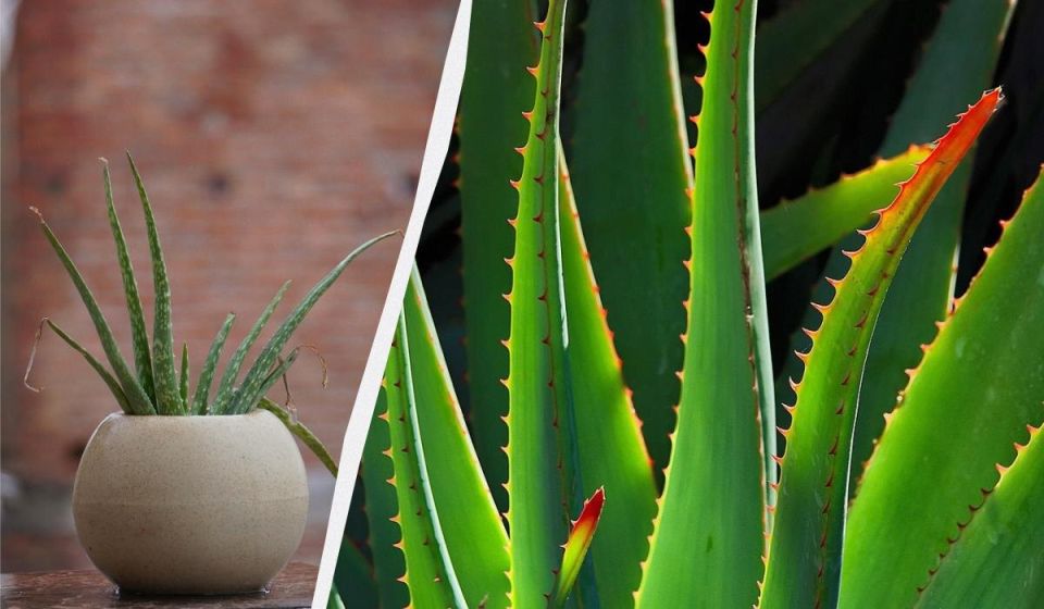 Как спасти алоэ: простые советы для оживления растения
