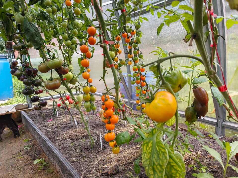 ��� ������� ������ ����� ��������� ��� �������: ���� � ������