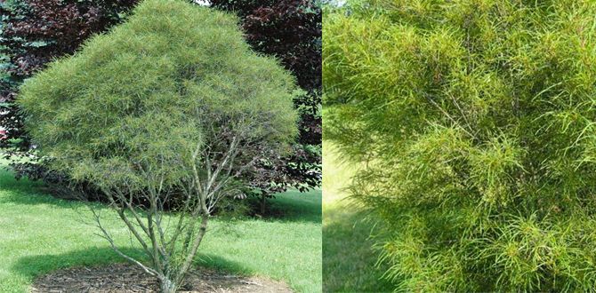 ��� ������� ��������� ��������� ������ ����