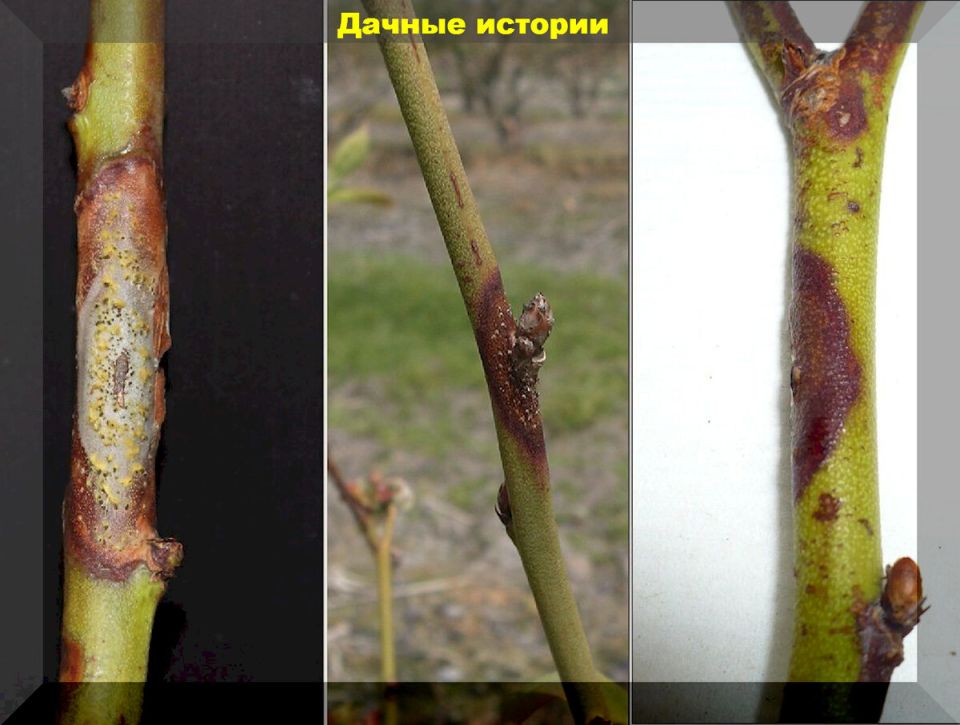 �������� �������� �������� � ��� �������� ����� ��� �������