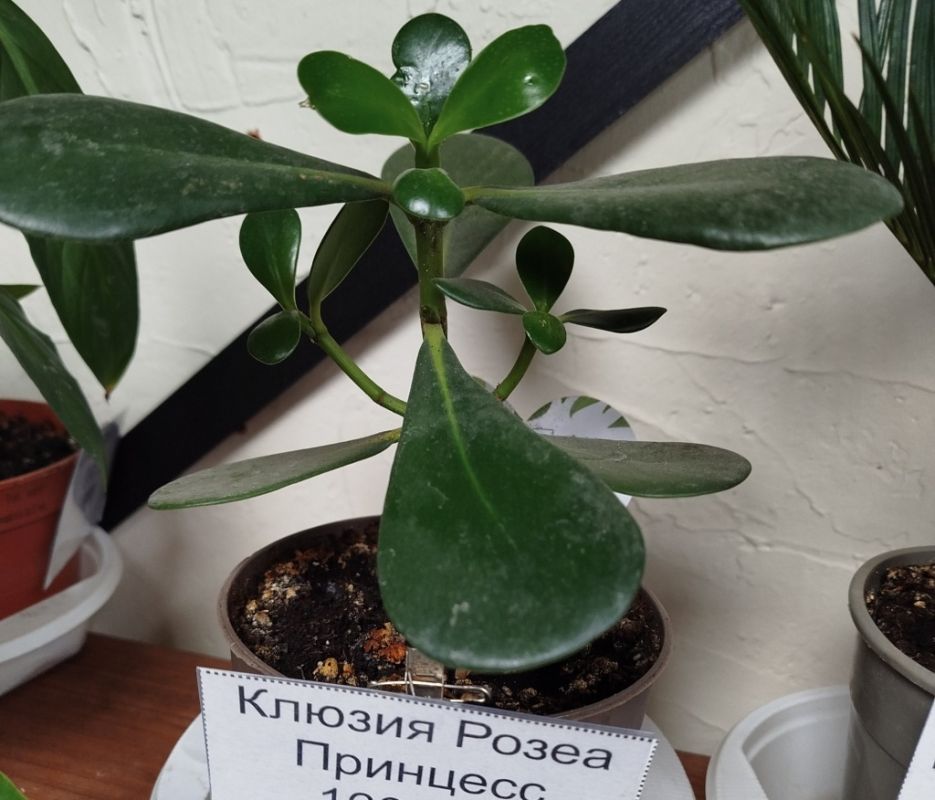 ������: ���� � ����������� ��� ��������� �����������