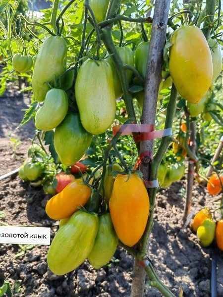 Томат Золотой клык: уникальный сорт с ярким характером и высоким потенциалом