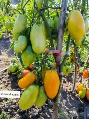 ����� ������� ����: ���������� ���� � ����� ���������� � ������� �����������