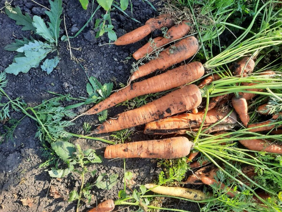 ������� ���������� ������: ��� ���������� � 2025 ����