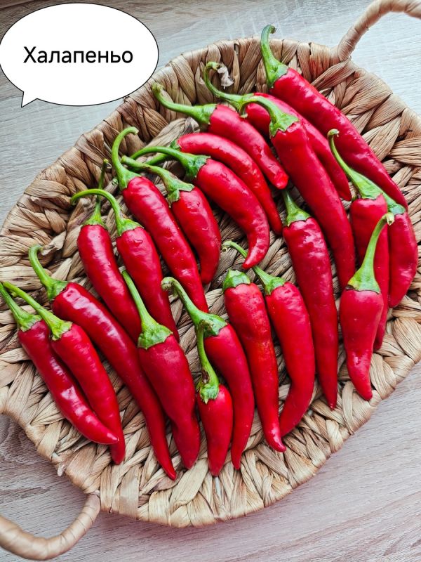 ����� ����� "������ �����"