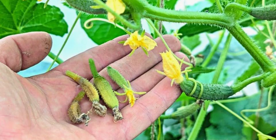 Жара и огурцы: секреты оптимального ухода для успешного урожая