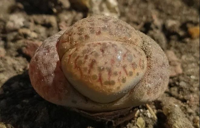 Необычные растения: 5 экзотических видов, которые не стоит заводить дома