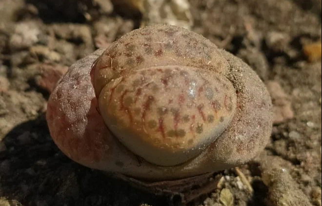 Необычные растения: 5 экзотических видов, которые не стоит заводить дома