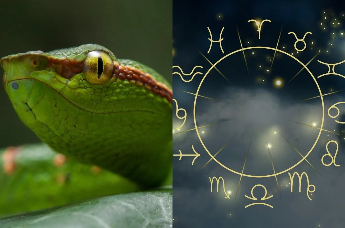 Год Деревянной Змеи: как он изменит судьбы семи знаков Зодиака