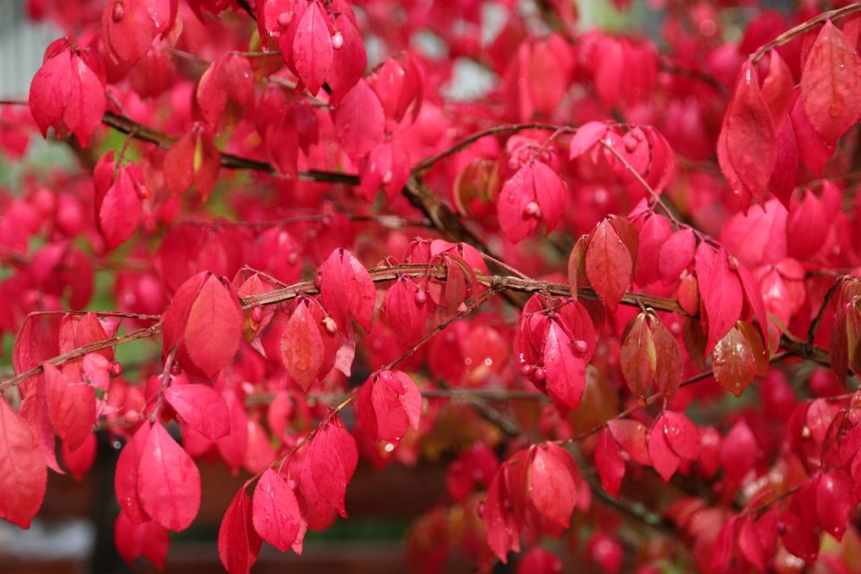 Бересклет: от ядовитого куста до стратегического ресурса СССР