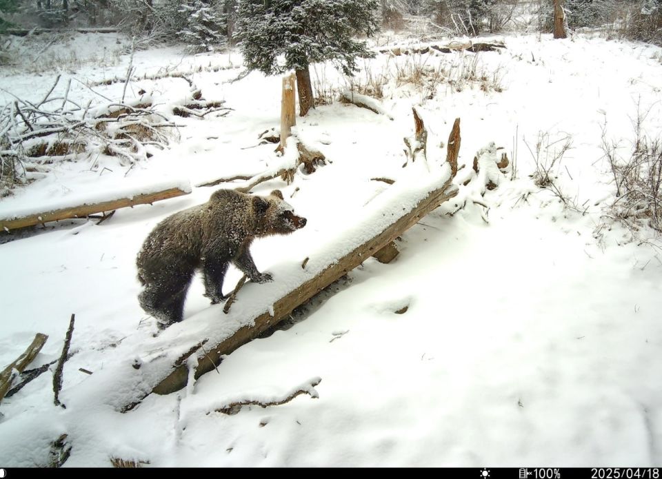 Мишка в Алтайском заповеднике