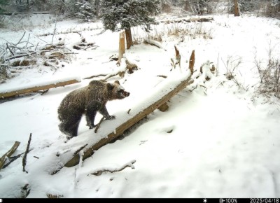 Мишка в Алтайском заповеднике