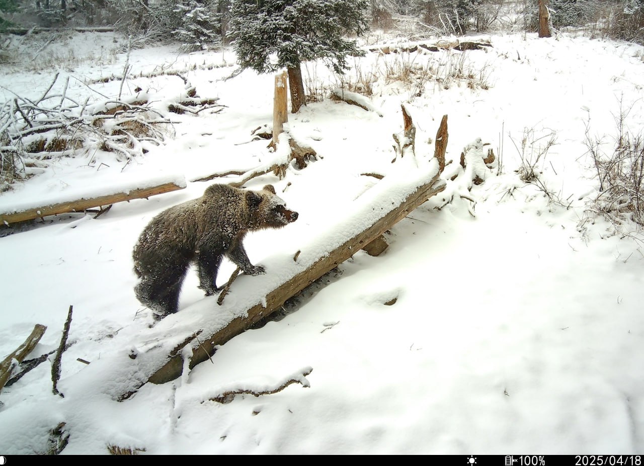 Мишка в Алтайском заповеднике