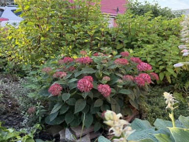 Погружение в мир гортензий: сияние Руби Аннабель в вашем саду