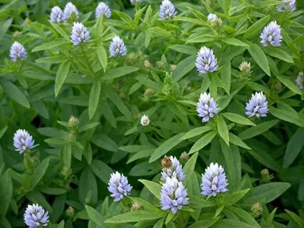 От фараонов до современных грядок: искусство выращивания пажитника