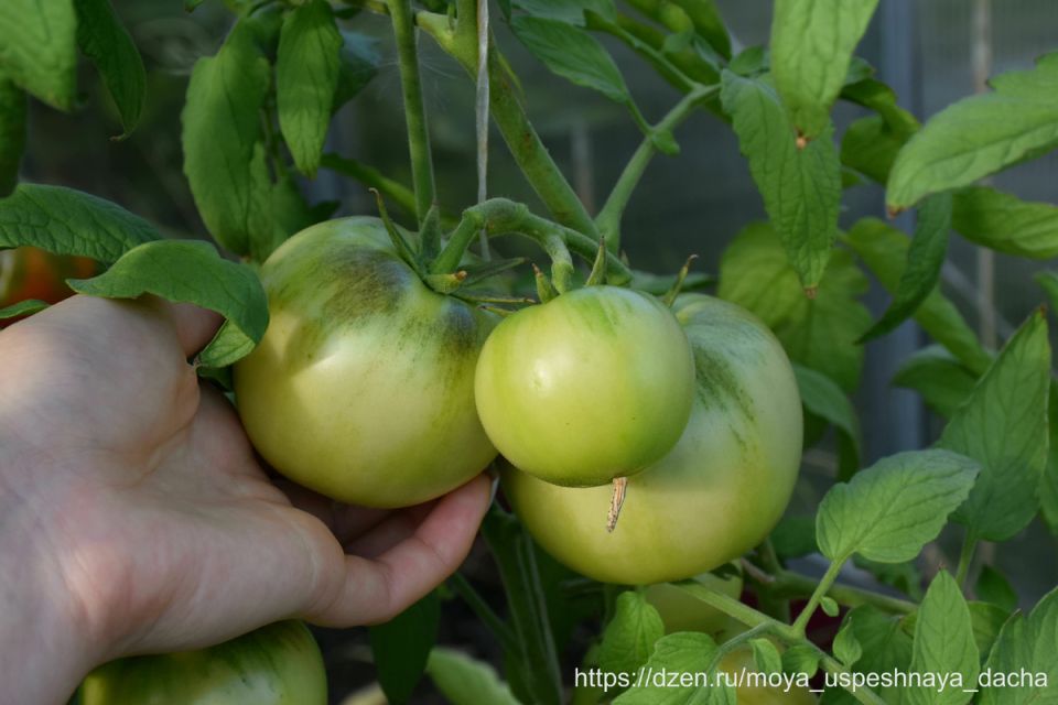 Ошеломляющая находка для садоводов: томаты, свежие до зимы!