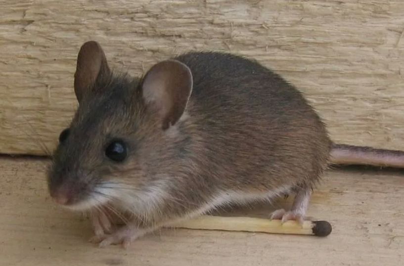 ����������� ������� ������ � ��������� ��� ������ ����