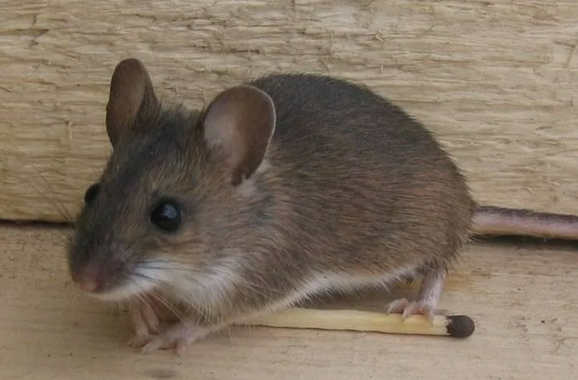 Эффективные способы борьбы с грызунами для вашего дома